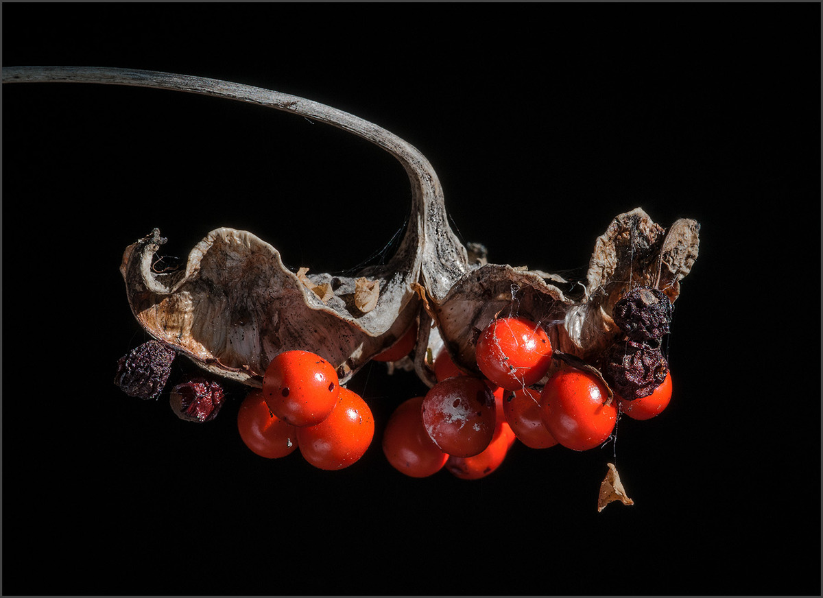 Stinking Iris Seedpod - Ann Laverock